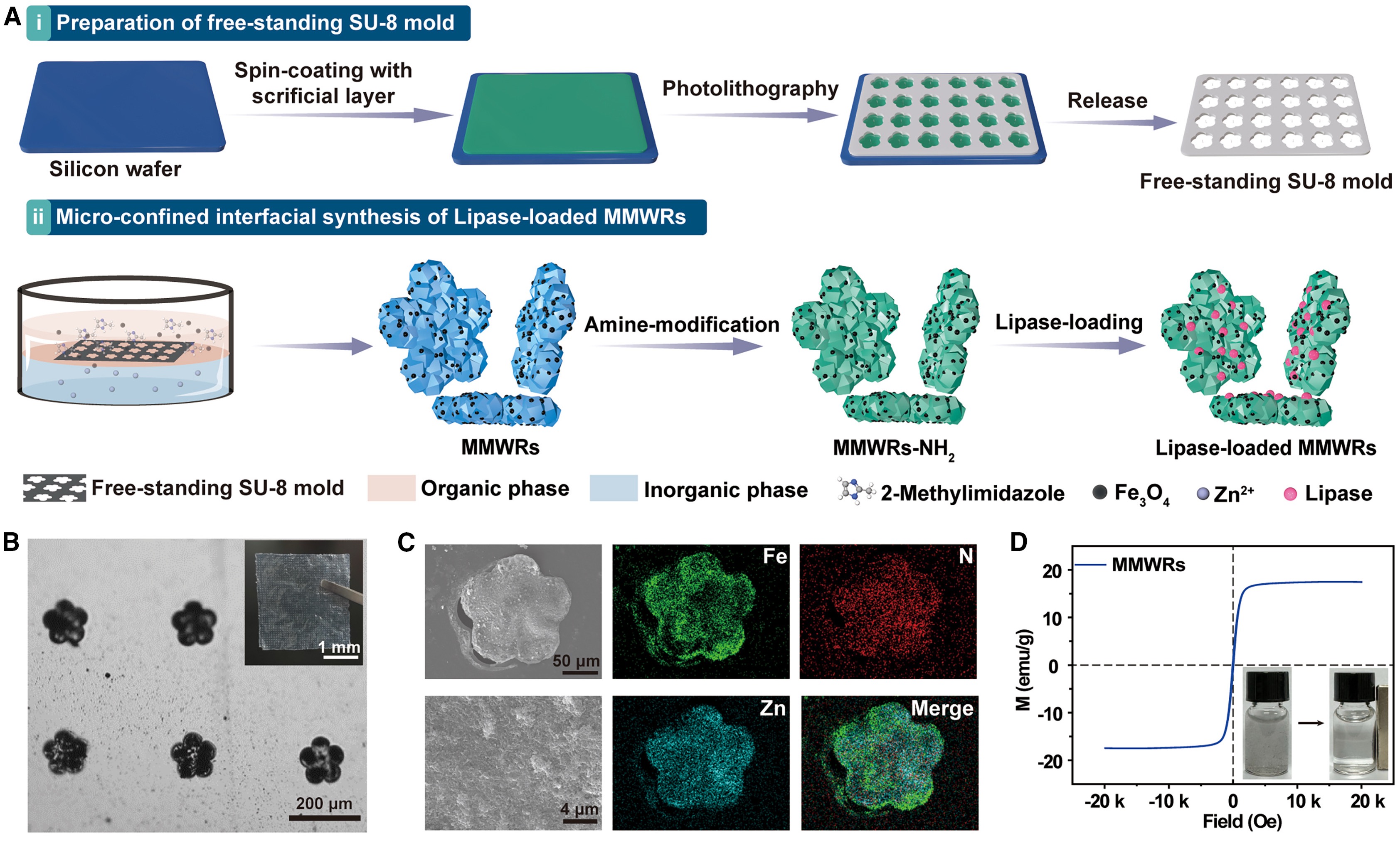 MOF-based magnetically manipulated microwheel-robots for triglyceride degradation